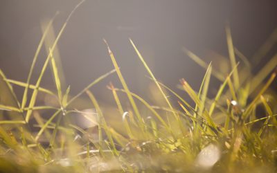 Wat is het verschil tussen allergieën en intoleranties?